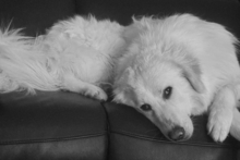 PAX, Hund, Maremmano-Mix in Italien - Bild 4