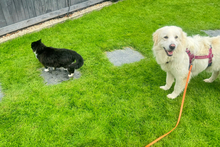 PAX, Hund, Maremmano-Mix in Italien - Bild 6
