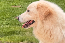 PAX, Hund, Maremmano-Mix in Italien - Bild 7