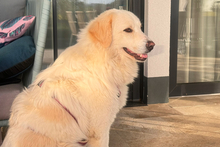 PAX, Hund, Maremmano-Mix in Italien - Bild 9