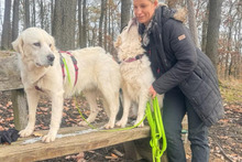 PEX, Hund, Maremmano-Mix in Italien - Bild 11