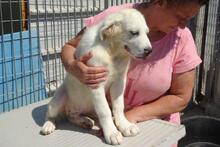 PEX, Hund, Maremmano-Mix in Italien - Bild 24