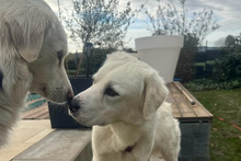 PEX, Hund, Maremmano-Mix in Italien - Bild 9
