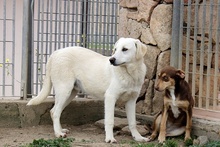 FRIZZY, Hund, Maremmano-Mix in Italien - Bild 10