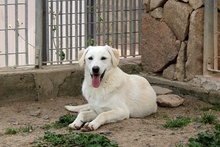 FRIZZY, Hund, Maremmano-Mix in Italien - Bild 11