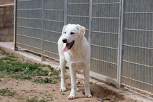 FRIZZY, Hund, Maremmano-Mix in Italien - Bild 12