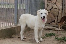 FRIZZY, Hund, Maremmano-Mix in Italien - Bild 9