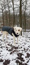MILVA, Hund, Mischlingshund in Wuppertal - Bild 34