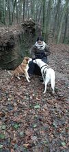 MILVA, Hund, Mischlingshund in Wuppertal - Bild 6