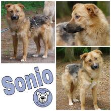 SONIO, Hund, Mischlingshund in Dassendorf