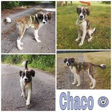 CHACO, Hund, Mischlingshund in Staßfurt