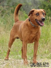 GERY, Hund, Mischlingshund in Slowakische Republik - Bild 25