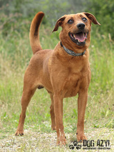 GERY, Hund, Mischlingshund in Slowakische Republik - Bild 27