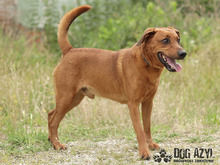 GERY, Hund, Mischlingshund in Slowakische Republik - Bild 30