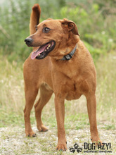 GERY, Hund, Mischlingshund in Slowakische Republik - Bild 31