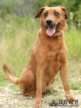 GERY, Hund, Mischlingshund in Slowakische Republik - Bild 32