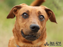 GERY, Hund, Mischlingshund in Slowakische Republik - Bild 34