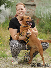 GERY, Hund, Mischlingshund in Slowakische Republik - Bild 35