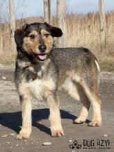 SMOKEY, Hund, Mischlingshund in Slowakische Republik - Bild 1