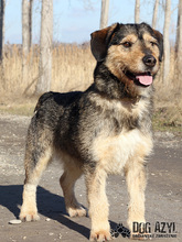 SMOKEY, Hund, Mischlingshund in Slowakische Republik - Bild 3