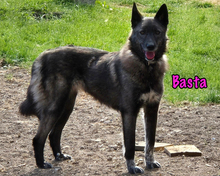 BASTA, Hund, Mischlingshund in Russische Föderation - Bild 1