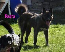 BASTA, Hund, Mischlingshund in Russische Föderation - Bild 4