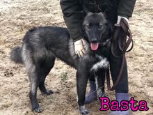 BASTA, Hund, Mischlingshund in Russische Föderation - Bild 8