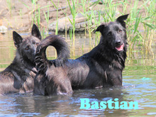BASTIAN, Hund, Mischlingshund in Russische Föderation - Bild 1