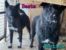BASTIAN, Hund, Mischlingshund in Russische Föderation - Bild 10