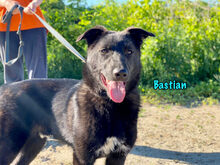 BASTIAN, Hund, Mischlingshund in Russische Föderation - Bild 11