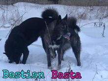 BASTIAN, Hund, Mischlingshund in Russische Föderation - Bild 12