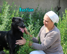 BASTIAN, Hund, Mischlingshund in Russische Föderation - Bild 13