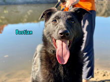 BASTIAN, Hund, Mischlingshund in Russische Föderation - Bild 14