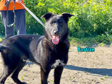 BASTIAN, Hund, Mischlingshund in Russische Föderation - Bild 15