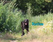 BASTIAN, Hund, Mischlingshund in Russische Föderation - Bild 16