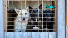 BASTIAN, Hund, Mischlingshund in Russische Föderation - Bild 17