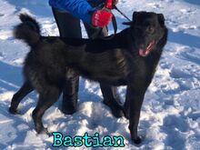 BASTIAN, Hund, Mischlingshund in Russische Föderation - Bild 3
