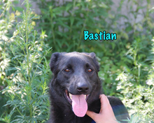 BASTIAN, Hund, Mischlingshund in Russische Föderation - Bild 4