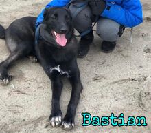 BASTIAN, Hund, Mischlingshund in Russische Föderation - Bild 5