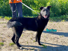 BASTIAN, Hund, Mischlingshund in Russische Föderation - Bild 6