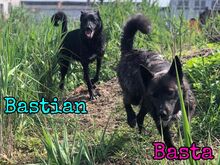 BASTIAN, Hund, Mischlingshund in Russische Föderation - Bild 7