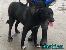 BASTIAN, Hund, Mischlingshund in Russische Föderation - Bild 8