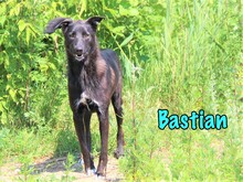 BASTIAN, Hund, Mischlingshund in Russische Föderation - Bild 9