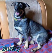 BUCKY, Hund, Mischlingshund in Russische Föderation - Bild 1