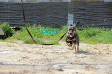 BUCKY, Hund, Mischlingshund in Russische Föderation - Bild 10