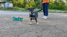 BUCKY, Hund, Mischlingshund in Russische Föderation - Bild 11