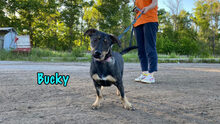BUCKY, Hund, Mischlingshund in Russische Föderation - Bild 12
