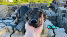 BUCKY, Hund, Mischlingshund in Russische Föderation - Bild 13