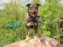 BUCKY, Hund, Mischlingshund in Russische Föderation - Bild 2