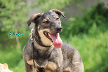 BUCKY, Hund, Mischlingshund in Russische Föderation - Bild 3